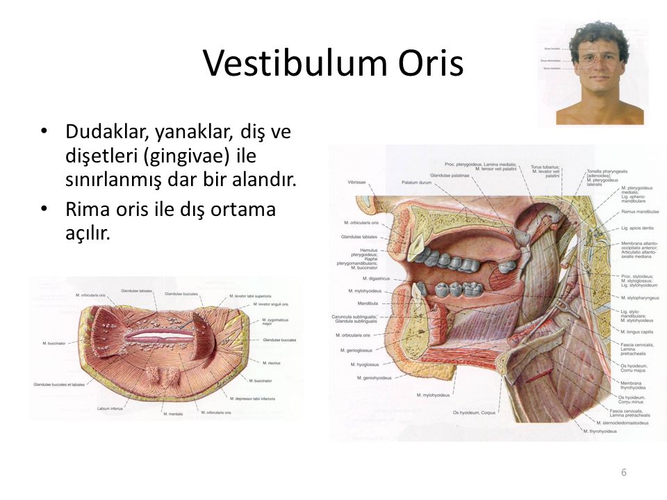 Sindirim Sistemi Prof.Dr. Yal n KIRICI Anatomi AD. ppt video